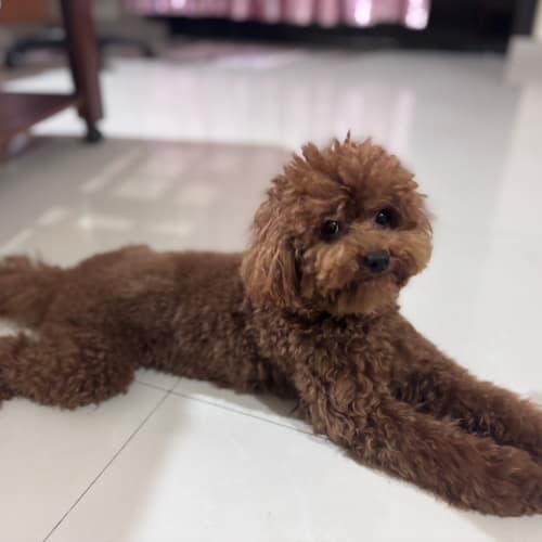 Poppy sits in this weird position.