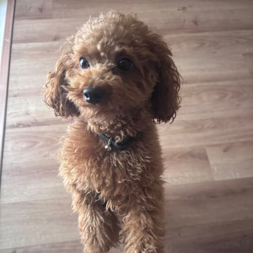 Poppy has fleas even after applying spot on