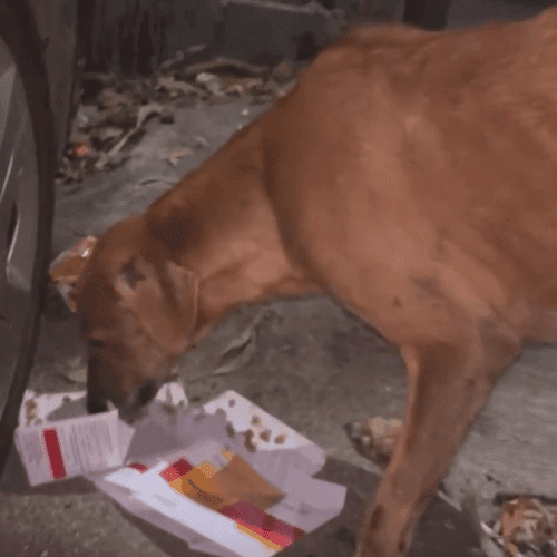 This poor streets dog needs help he has gotten uniary infection please share any doc number who can do for free or NGO